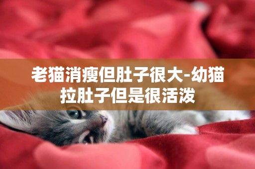 老貓消瘦但肚子很大-幼貓拉肚子但是很活潑