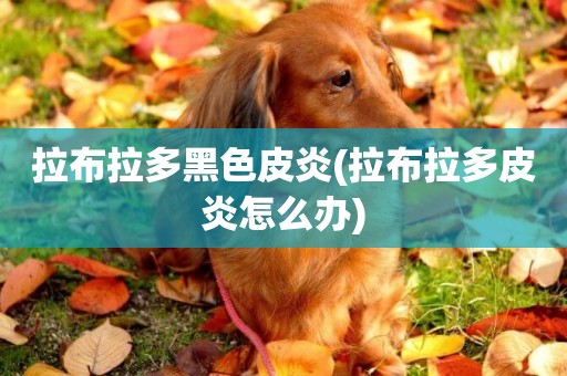 拉布拉多黑色皮炎(拉布拉多皮炎怎么辦)