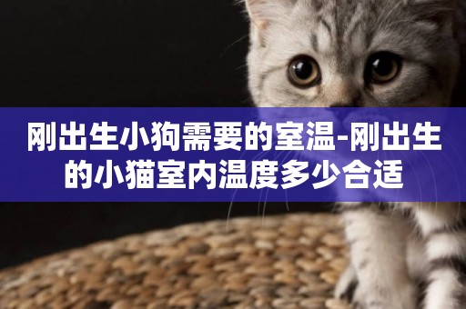 剛出生小狗需要的室溫-剛出生的小貓室內溫度多少合適