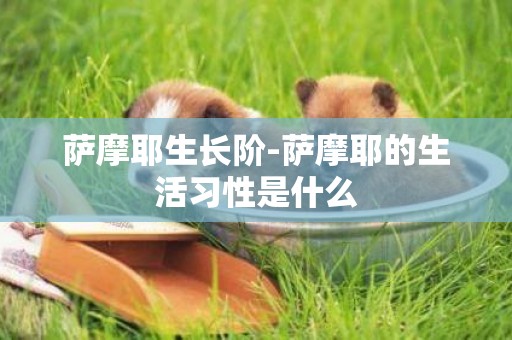 薩摩耶生長階-薩摩耶的生活習性是什么