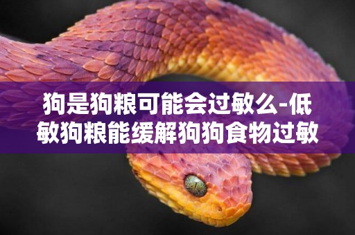 狗是狗糧可能會過敏么-低敏狗糧能緩解狗狗食物過敏