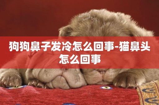 狗狗鼻子發冷怎么回事-貓鼻頭怎么回事