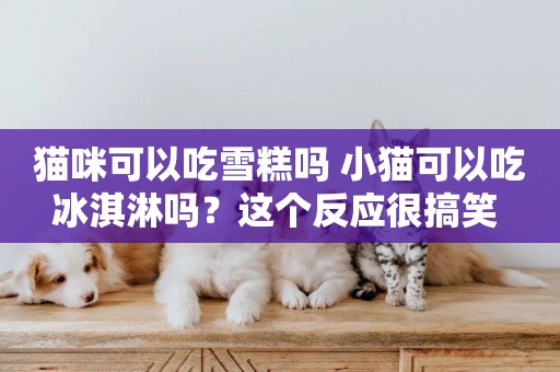 貓咪可以吃雪糕嗎 小貓可以吃冰淇淋嗎？這個反應很搞笑 