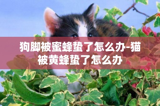 狗腳被蜜蜂蟄了怎么辦-貓被黃蜂蟄了怎么辦