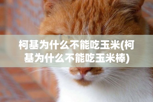 柯基為什么不能吃玉米(柯基為什么不能吃玉米棒)
