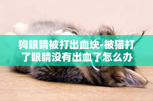 狗眼睛被打出血塊-被貓打了眼睛沒有出血了怎么辦