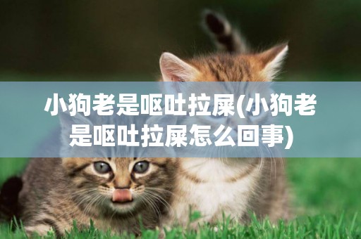 小狗老是嘔吐拉屎(小狗老是嘔吐拉屎怎么回事)