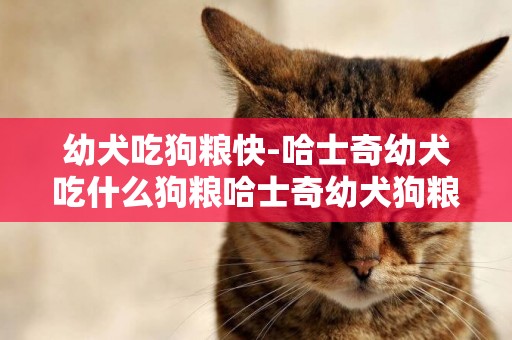 幼犬吃狗糧快-哈士奇幼犬吃什么狗糧哈士奇幼犬狗糧