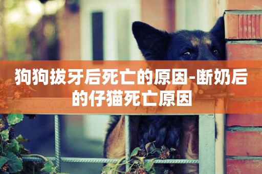 狗狗拔牙后死亡的原因-斷奶后的仔貓死亡原因