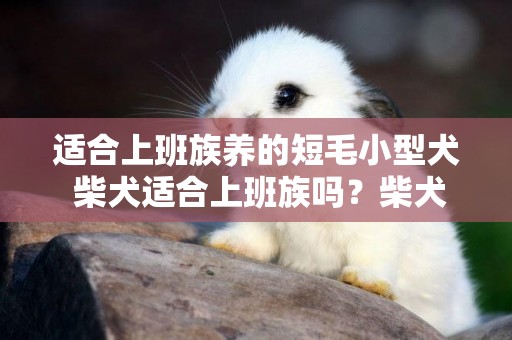 適合上班族養的短毛小型犬 柴犬適合上班族嗎？柴犬好養嗎？ 