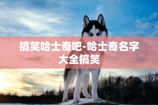 搞笑哈士奇吧-哈士奇名字大全搞笑