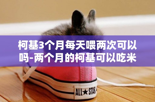 柯基3個月每天喂兩次可以嗎-兩個月的柯基可以吃米飯嗎