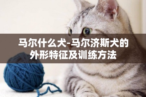 馬爾什么犬-馬爾濟斯犬的外形特征及訓練方法