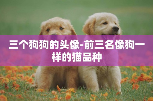 三個狗狗的頭像-前三名像狗一樣的貓品種