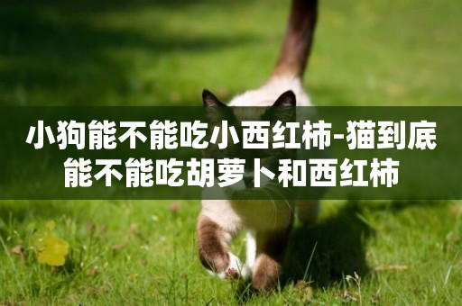 小狗能不能吃小西紅柿-貓到底能不能吃胡蘿卜和西紅柿