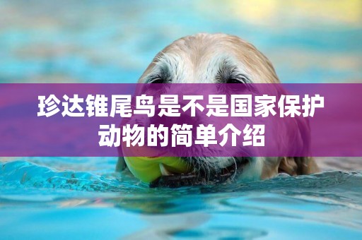 珍達錐尾鳥是不是國家保護動物的簡單介紹