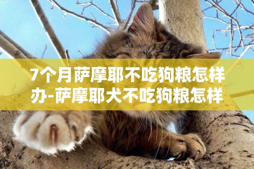 7個月薩摩耶不吃狗糧怎樣辦-薩摩耶犬不吃狗糧怎樣辦