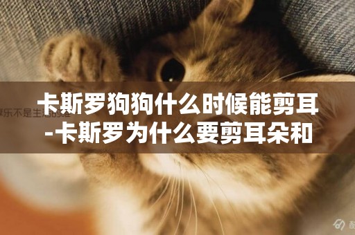 卡斯羅狗狗什么時候能剪耳-卡斯羅為什么要剪耳朵和尾巴