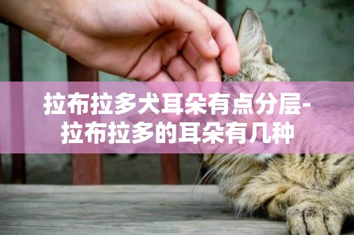 拉布拉多犬耳朵有點分層-拉布拉多的耳朵有幾種