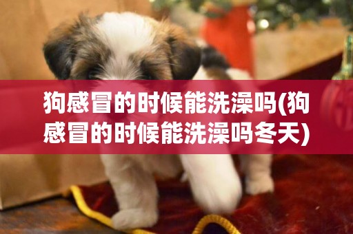 狗感冒的時候能洗澡嗎(狗感冒的時候能洗澡嗎冬天)