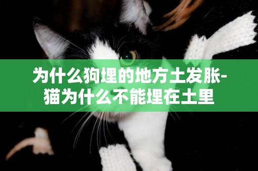 為什么狗埋的地方土發脹-貓為什么不能埋在土里