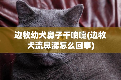 邊牧幼犬鼻子干噴嚏(邊牧犬流鼻涕怎么回事)