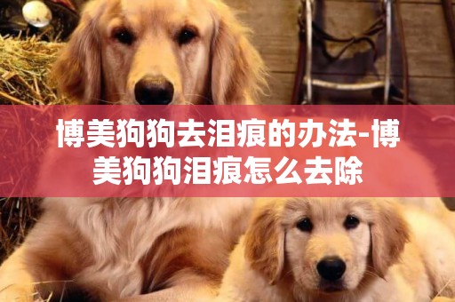 博美狗狗去淚痕的辦法-博美狗狗淚痕怎么去除
