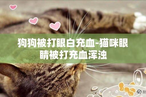 狗狗被打眼白充血-貓咪眼睛被打充血渾濁