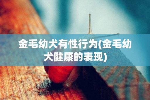 金毛幼犬有性行為(金毛幼犬健康的表現)