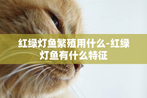 紅綠燈魚繁殖用什么-紅綠燈魚有什么特征