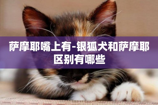 薩摩耶嘴上有-銀狐犬和薩摩耶區別有哪些