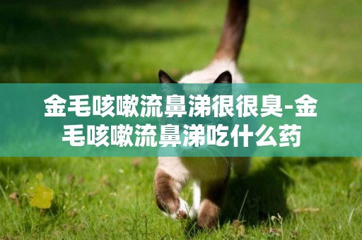 金毛咳嗽流鼻涕很很臭-金毛咳嗽流鼻涕吃什么藥