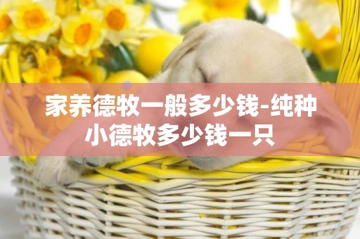 家養德牧一般多少錢-純種小德牧多少錢一只