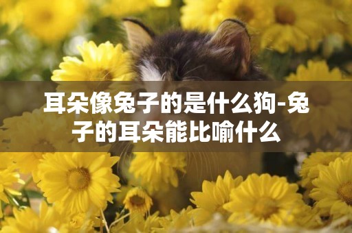 耳朵像兔子的是什么狗-兔子的耳朵能比喻什么