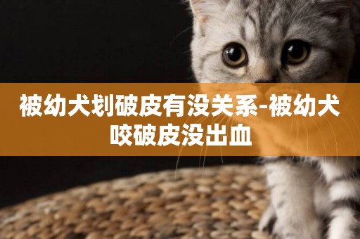 被幼犬劃破皮有沒關系-被幼犬咬破皮沒出血