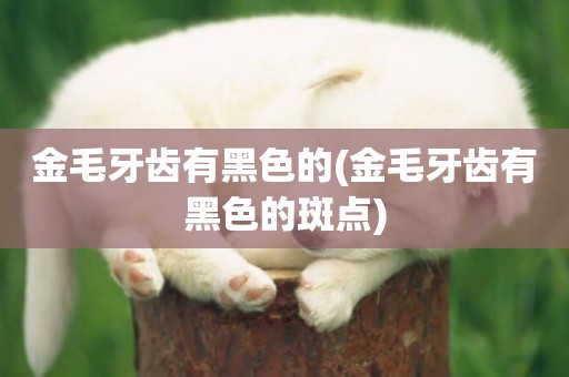 金毛牙齒有黑色的(金毛牙齒有黑色的斑點)