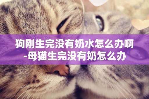 狗剛生完沒有奶水怎么辦啊-母貓生完沒有奶怎么辦