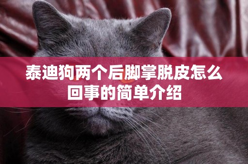泰迪狗兩個后腳掌脫皮怎么回事的簡單介紹