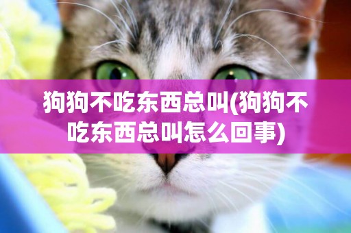 狗狗不吃東西總叫(狗狗不吃東西總叫怎么回事)