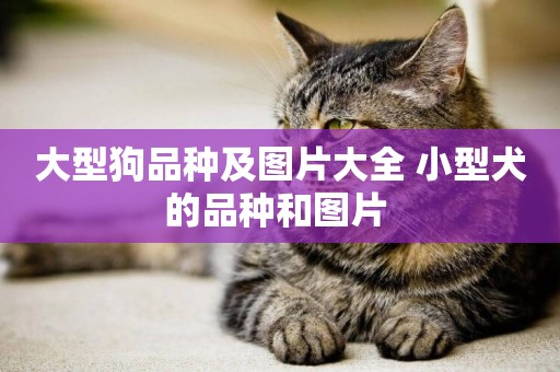 大型狗品種及圖片大全 小型犬的品種和圖片 