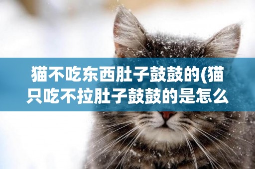 貓不吃東西肚子鼓鼓的(貓只吃不拉肚子鼓鼓的是怎么回事)