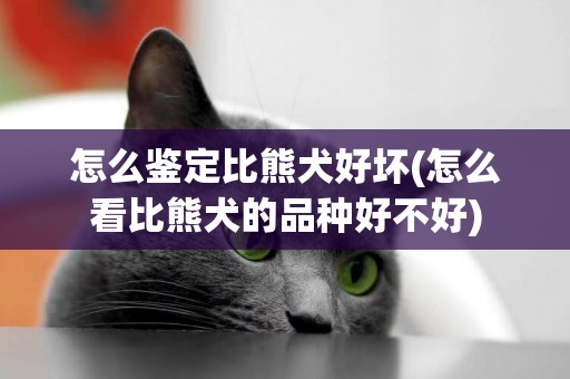怎么鑒定比熊犬好壞(怎么看比熊犬的品種好不好)