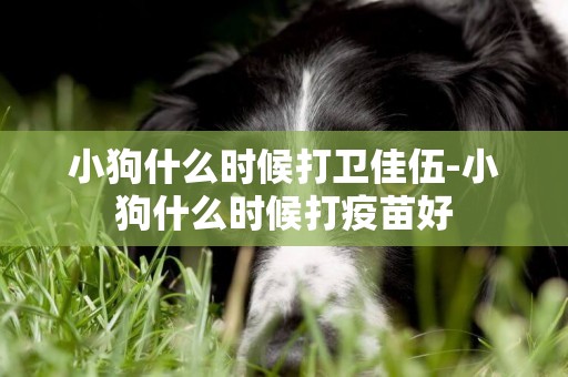 小狗什么時候打衛佳伍-小狗什么時候打疫苗好