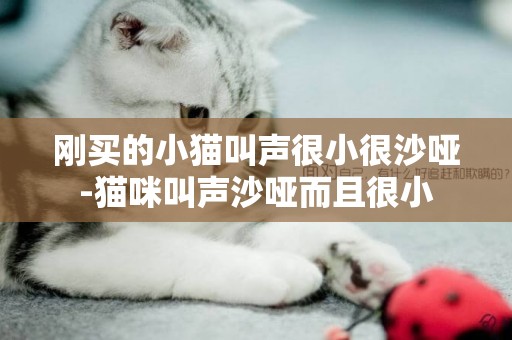 剛買的小貓叫聲很小很沙啞-貓咪叫聲沙啞而且很小