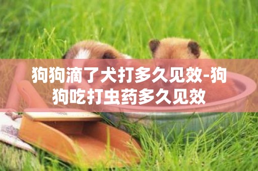 狗狗滴了犬打多久見效-狗狗吃打蟲藥多久見效