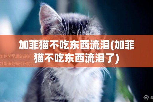 加菲貓不吃東西流淚(加菲貓不吃東西流淚了)