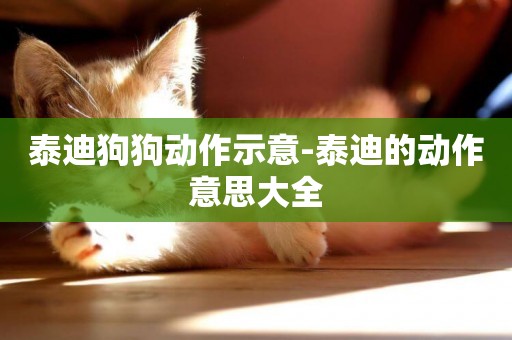 泰迪狗狗動作示意-泰迪的動作意思大全