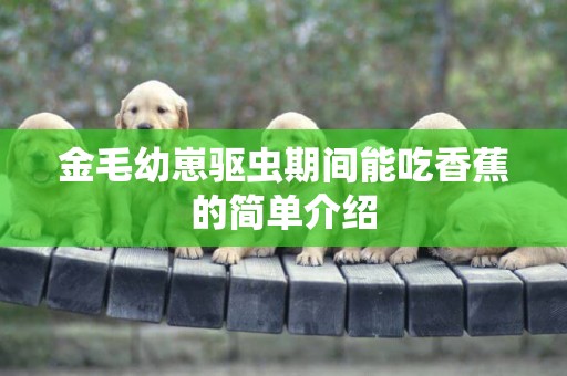 金毛幼崽驅蟲期間能吃香蕉的簡單介紹