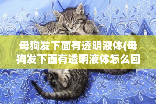 母狗發下面有透明液體(母狗發下面有透明液體怎么回事)