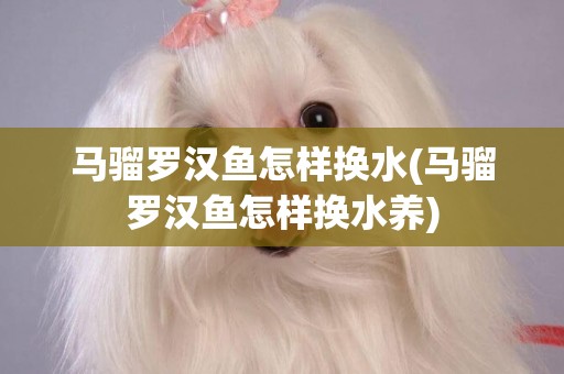 馬騮羅漢魚怎樣換水(馬騮羅漢魚怎樣換水養)